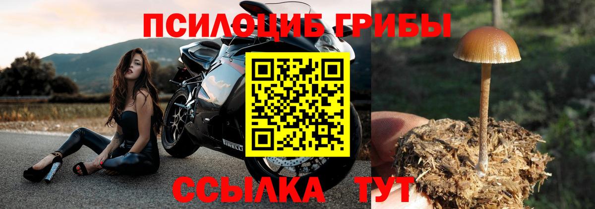 Галлюциногенные грибы Psilocybe Тобольск